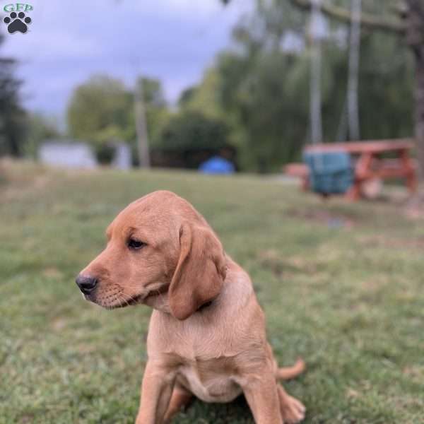 Brittny, Fox Red Labrador Retriever Puppy