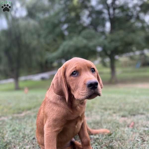 Jamin, Fox Red Labrador Retriever Puppy