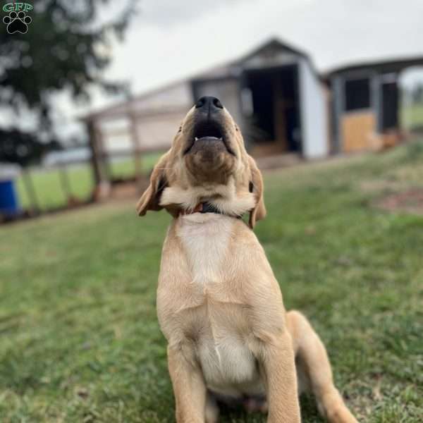 Logan, Fox Red Labrador Retriever Puppy