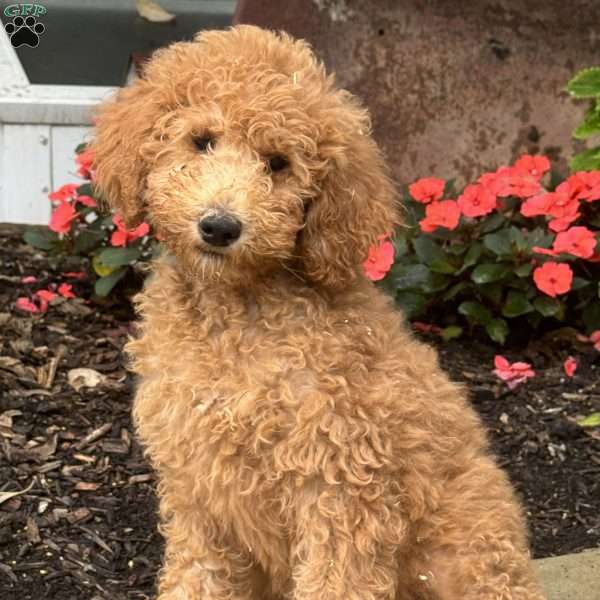 Gretchen, Goldendoodle Puppy