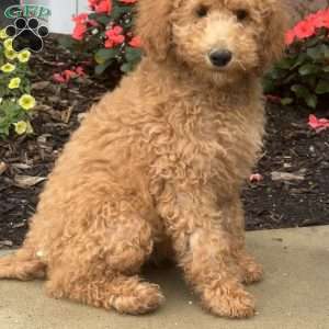 Gretchen, Goldendoodle Puppy