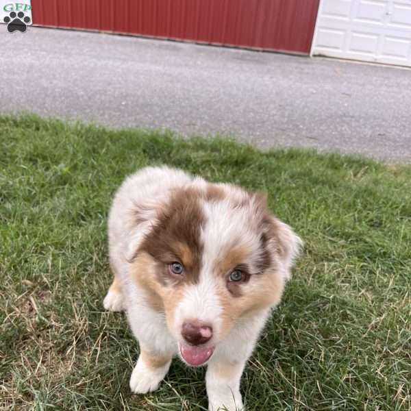 Cricket, Australian Shepherd Puppy