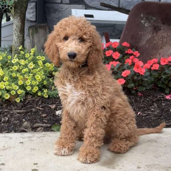 Gus, Goldendoodle Puppy