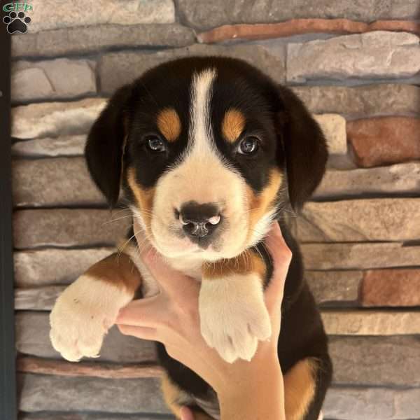 Juicy Fruit, Greater Swiss Mountain Dog Puppy