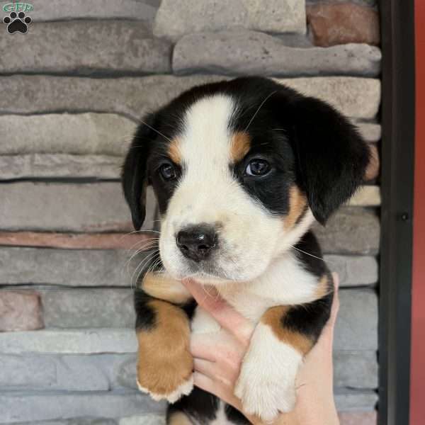 Bubbalicious, Greater Swiss Mountain Dog Puppy