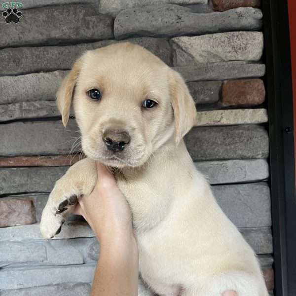 Snoopy, Charcoal Labrador Retriever Puppy