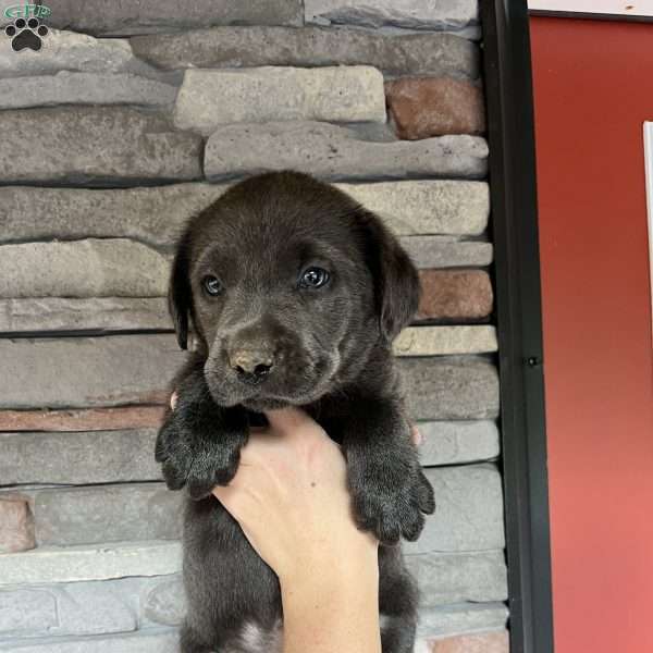 Sally Brown, Charcoal Labrador Retriever Puppy