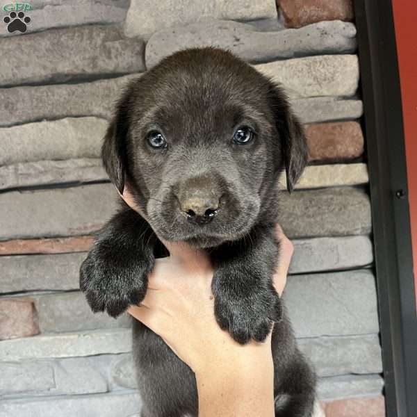 Schroeder, Charcoal Labrador Retriever Puppy