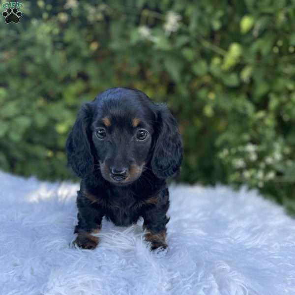 Carly, Dachshund Puppy