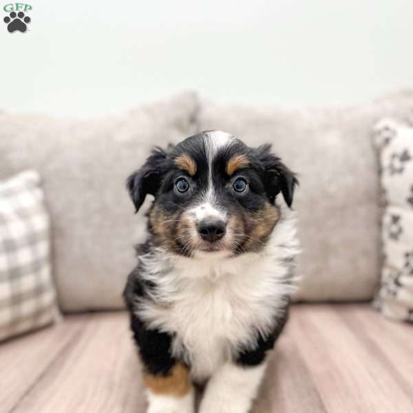 Prince, Australian Shepherd Puppy