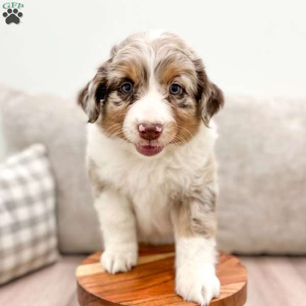 Pansy, Australian Shepherd Puppy