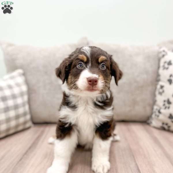 Pepper, Australian Shepherd Puppy