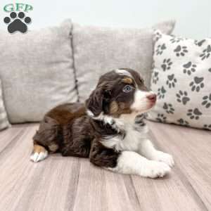 Pepper, Australian Shepherd Puppy