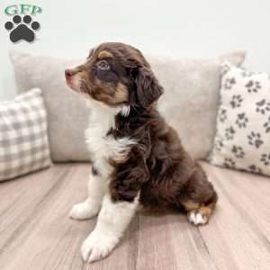 Pepper, Australian Shepherd Puppy