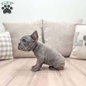 Holly, French Bulldog Puppy