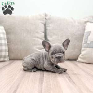 Holly, French Bulldog Puppy