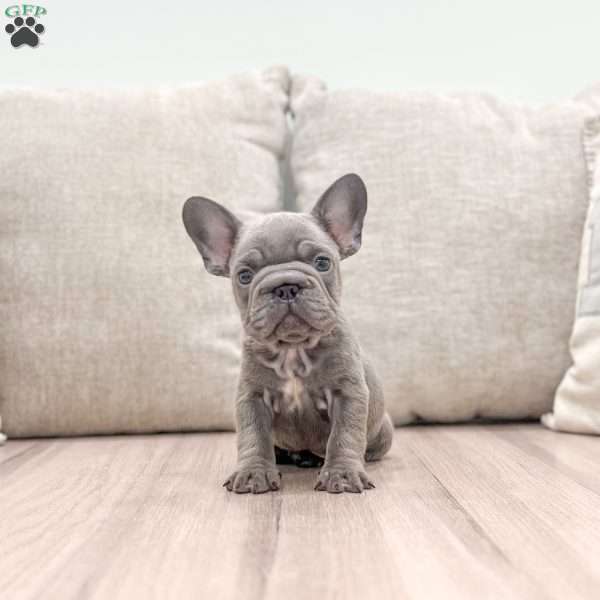 Holly, French Bulldog Puppy