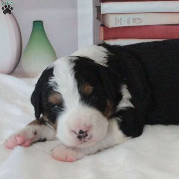 Yaro, Bernedoodle Puppy