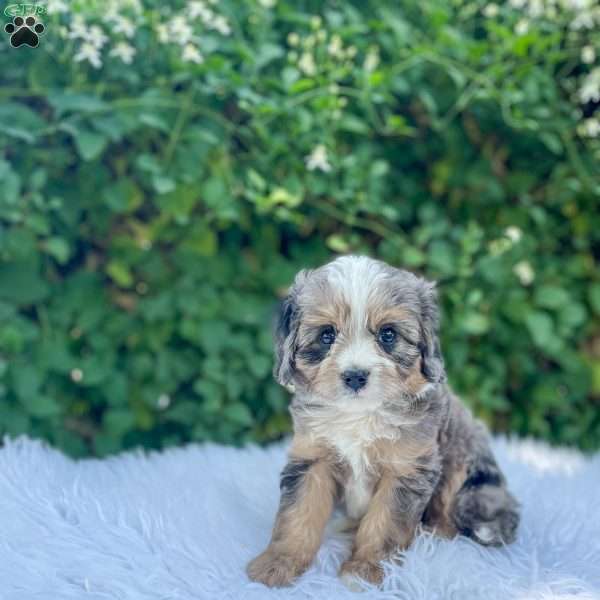 Theo, Cavapoo Puppy