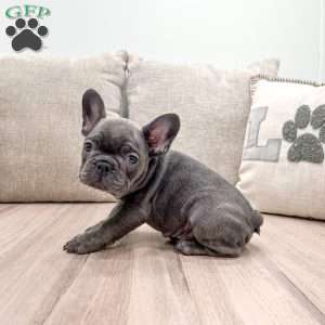 Molly, French Bulldog Puppy