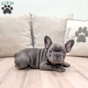 Molly, French Bulldog Puppy