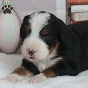 Yorkie, Bernedoodle Puppy