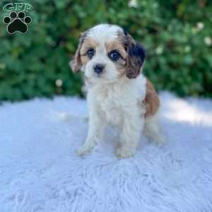 Chloe, Cavapoo Puppy