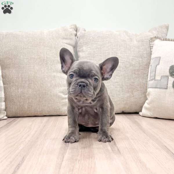 Molly, French Bulldog Puppy