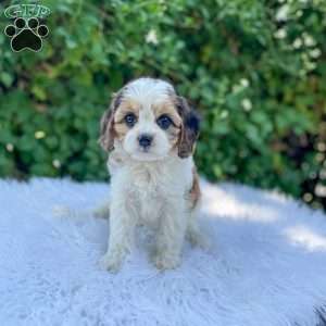 Chloe, Cavapoo Puppy