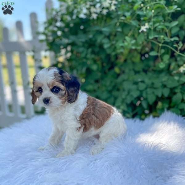 Chloe, Cavapoo Puppy