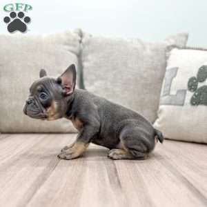 Gracie, French Bulldog Puppy