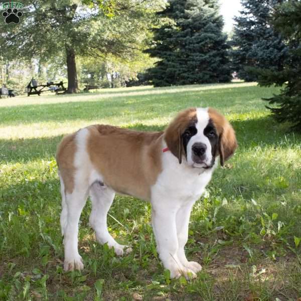 Charleston, Saint Bernard Puppy