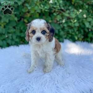 Chloe, Cavapoo Puppy