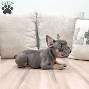 Gracie, French Bulldog Puppy