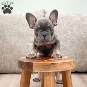 Gracie, French Bulldog Puppy