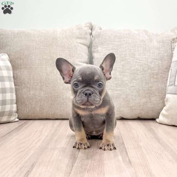 Gracie, French Bulldog Puppy