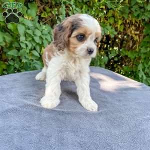 Chloe, Cavapoo Puppy