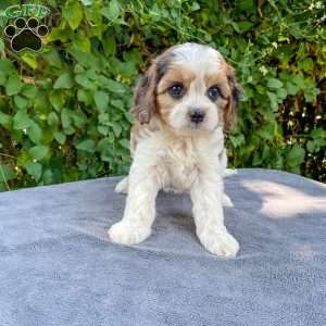 Chloe, Cavapoo Puppy