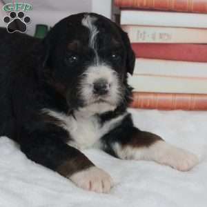 Yogi, Bernedoodle Puppy