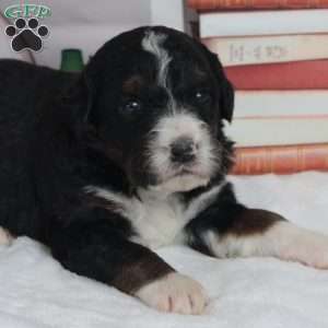 Yogi, Bernedoodle Puppy