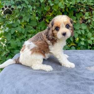 Chloe, Cavapoo Puppy