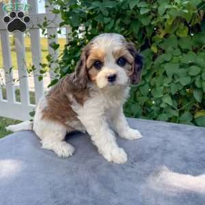 Chloe, Cavapoo Puppy