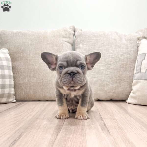 Max, French Bulldog Puppy