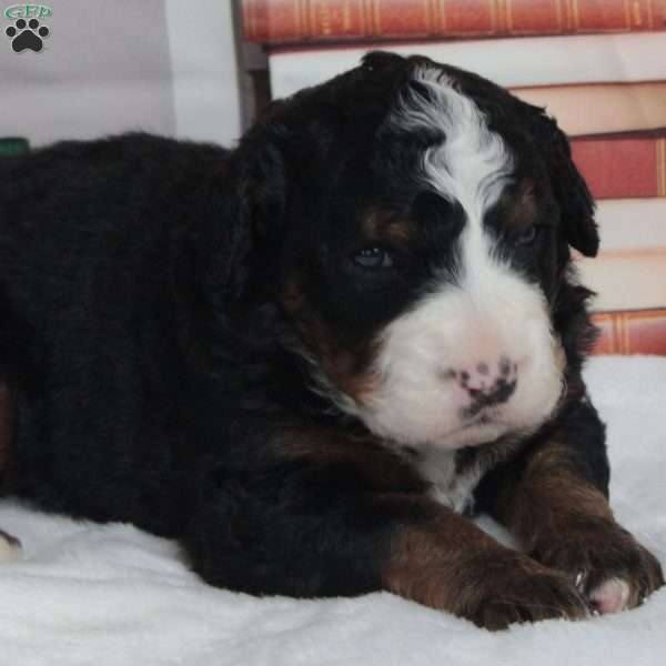 Yollie, Bernedoodle Puppy