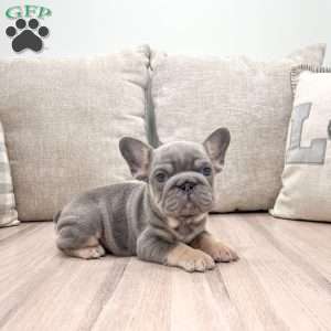 Max, French Bulldog Puppy