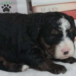 Yona, Bernedoodle Puppy