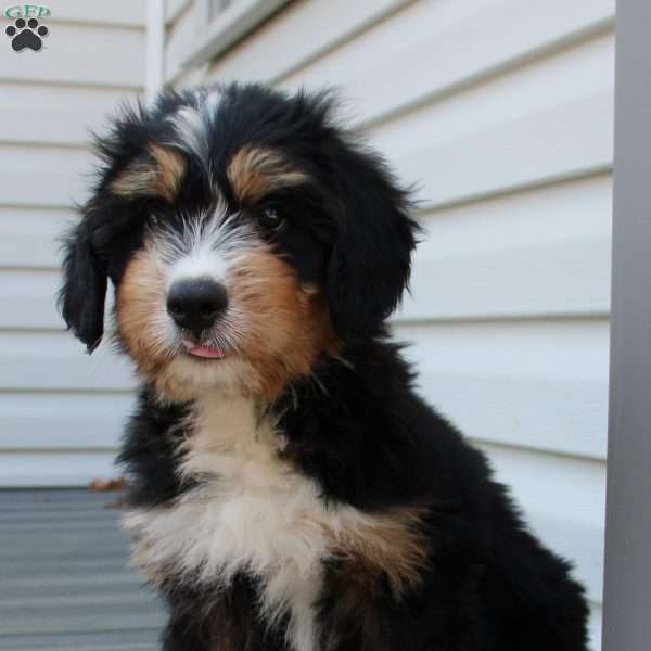 Finn, Bernedoodle Puppy