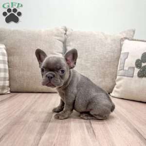 Misty, French Bulldog Puppy