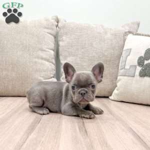 Misty, French Bulldog Puppy