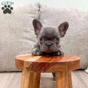 Misty, French Bulldog Puppy